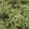 Woodland Scenics L161 Lichen Spring Green -Lionel Shop image WOOL161lg